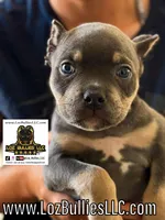 American Bully Puppy - Nunchuck, ABKC Male, Cropped Ears., a male American Bully for sale in Greeley, CO – 1 of 9