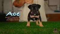 American Bully Puppy - Ace, ABKC Male, Cropped Ears., a male American Bully for sale in Greeley, CO – 2 of 9