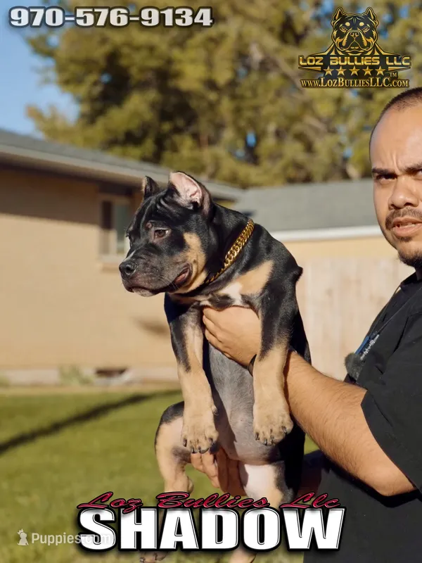 American Bully Puppy - Shadow, ABKC Male, Cropped Ears. – American Bully puppy for sale in Greeley, CO