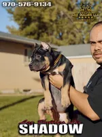 American Bully Puppy - Shadow, ABKC Male, Cropped Ears., a male American Bully for sale in Greeley, CO – 1 of 6