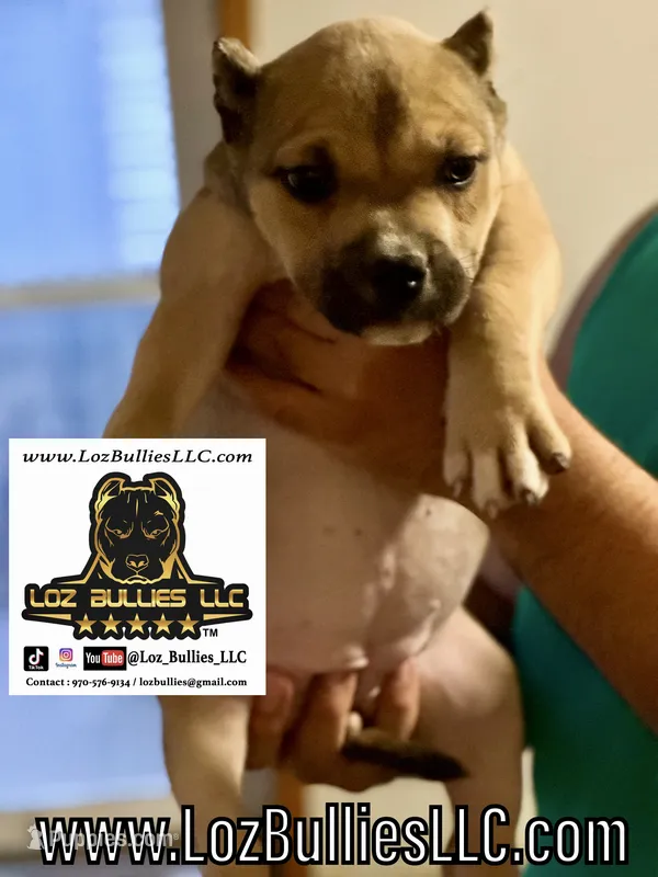 American Bully Puppy - Tempura, ABKC Female, Cropped Ears. – American Bully puppy for sale in Greeley, CO