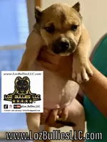 American Bully Puppy - Tempura, ABKC Female, Cropped Ears., a female American Bully for sale in Greeley, CO – 1 of 9