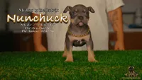 American Bully Puppy - Nunchuck, ABKC Male, Cropped Ears., a male American Bully for sale in Greeley, CO – 2 of 9