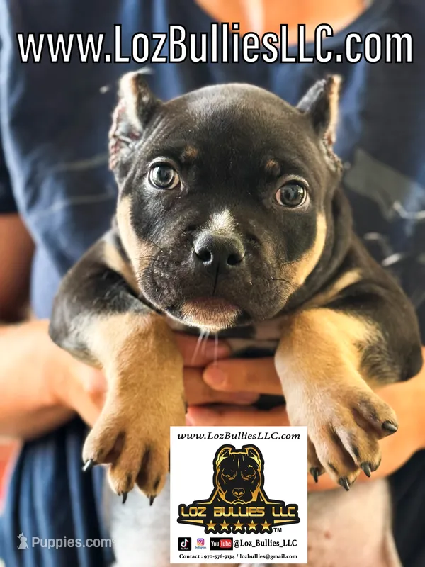 American Bully Puppy - Sicario, ABKC Male, Cropped Ears. – American Bully puppy for sale in Greeley, CO
