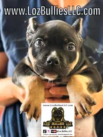 American Bully Puppy - Sicario, ABKC Male, Cropped Ears., a male American Bully for sale in Greeley, CO – 1 of 9
