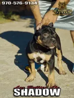 American Bully Puppy - Shadow, ABKC Male, Cropped Ears., a male American Bully for sale in Greeley, CO – 2 of 6