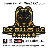 American Bully Puppy - Ace, ABKC Male, Cropped Ears., a male American Bully for sale in Greeley, CO – 9 of 9