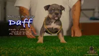 American Bully Puppy - Daff, ABKC Male, Cropped Ears., a male American Bully for sale in Greeley, CO – 2 of 9