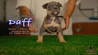 American Bully Puppy - Daff, ABKC Male, Cropped Ears., a male American Bully for sale in Greeley, CO – 3 of 9