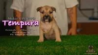 American Bully Puppy - Tempura, ABKC Female, Cropped Ears., a female American Bully for sale in Greeley, CO – 2 of 9