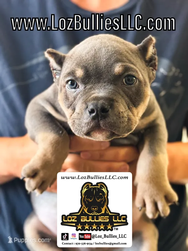 American Bully Puppy - Daff, ABKC Male, Cropped Ears. – American Bully puppy for sale in Greeley, CO