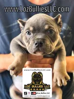 American Bully Puppy - Daff, ABKC Male, Cropped Ears., a male American Bully for sale in Greeley, CO – 1 of 9