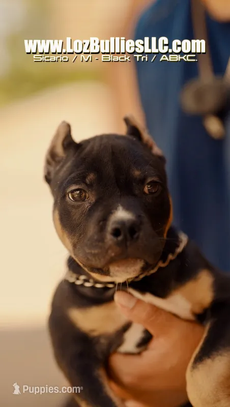 American Bully Puppy - Sicario, ABKC Male, Cropped Ears. – American Bully puppy for sale in Greeley, CO
