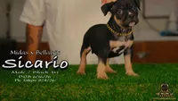 American Bully Puppy - Sicario, ABKC Male, Cropped Ears., a male American Bully for sale in Greeley, CO – 3 of 9