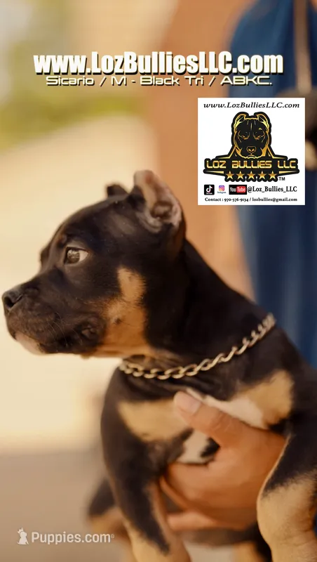 American Bully Puppy - Sicario, ABKC Male, Cropped Ears. – American Bully puppy for sale in Greeley, CO