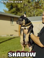 American Bully Puppy - Shadow, ABKC Male, Cropped Ears., a male American Bully for sale in Greeley, CO – 3 of 6