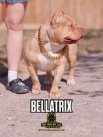 American Bully Puppy - Tempura, ABKC Female, Cropped Ears., a female American Bully for sale in Greeley, CO – 7 of 9