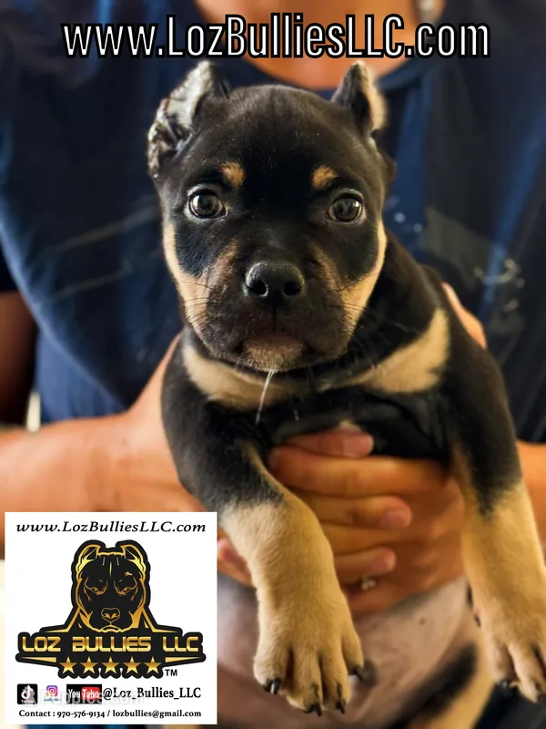 American Bully Puppy - Ace, ABKC Male, Cropped Ears. – American Bully puppy for sale in Greeley, CO