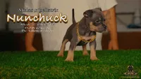 American Bully Puppy - Nunchuck, ABKC Male, Cropped Ears., a male American Bully for sale in Greeley, CO – 3 of 9