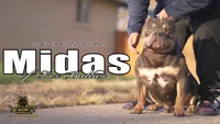 American Bully Puppy - Tempura, ABKC Female, Cropped Ears., a female American Bully for sale in Greeley, CO – 5 of 9