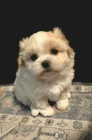 Beau, a male Maltese and Pekingese for sale in Myrtle Creek, OR – 1 of 10