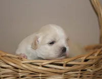 Beau, a male Maltese and Pekingese for sale in Myrtle Creek, OR – 7 of 10
