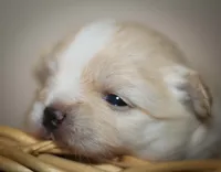 Teddy, a male Maltese and Pekingese for sale in Myrtle Creek, OR – 3 of 10