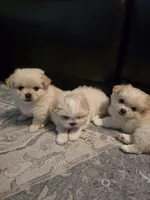 Beau, a male Maltese and Pekingese for sale in Myrtle Creek, OR – 3 of 10