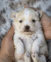 Beau, a male Maltese and Pekingese for sale in Myrtle Creek, OR – 5 of 10