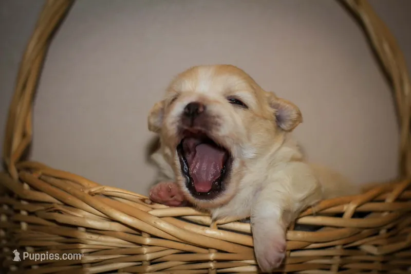 Teddy – Maltese, Pekingese puppy for sale in Myrtle Creek, OR