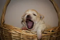 Teddy, a male Maltese and Pekingese for sale in Myrtle Creek, OR – 1 of 10