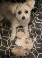 Beau, a male Maltese and Pekingese for sale in Myrtle Creek, OR – 8 of 10