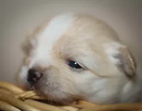 Beau, a male Maltese and Pekingese for sale in Myrtle Creek, OR – 6 of 10