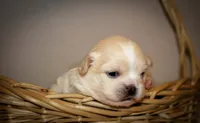 Teddy, a male Maltese and Pekingese for sale in Myrtle Creek, OR – 2 of 10