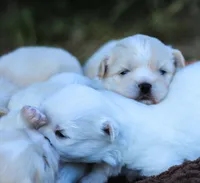 Teddy, a male Maltese and Pekingese for sale in Myrtle Creek, OR – 6 of 10