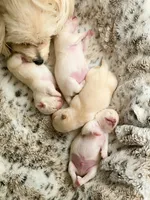 Teddy, a male Maltese and Pekingese for sale in Myrtle Creek, OR – 10 of 10