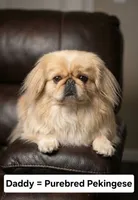 Teddy, a male Maltese and Pekingese for sale in Myrtle Creek, OR – 9 of 10
