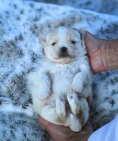 Teddy, a male Maltese and Pekingese for sale in Myrtle Creek, OR – 7 of 10