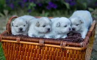 Teddy, a male Maltese and Pekingese for sale in Myrtle Creek, OR – 4 of 10