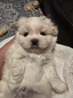 Beau, a male Maltese and Pekingese for sale in Myrtle Creek, OR – 2 of 10
