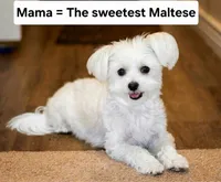 Beau, a male Maltese and Pekingese for sale in Myrtle Creek, OR – 9 of 10