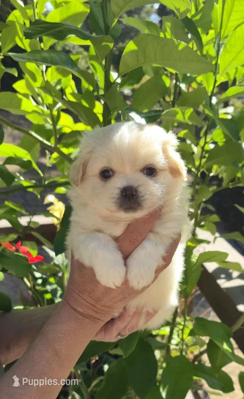 Teddy – Maltese, Pekingese puppy for sale in Myrtle Creek, OR