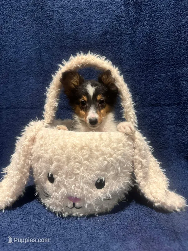 AKC Tri girl – Shetland Sheepdog puppy for sale in Edgewood, NM