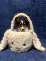 AKC Tri girl, a female Shetland Sheepdog for sale in Edgewood, NM – Photo 1 of 5