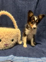 AKC Tri girl, a female Shetland Sheepdog for sale in Edgewood, NM – Photo 3 of 5