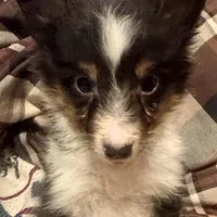 AKC Tri girl, a female Shetland Sheepdog for sale in Edgewood, NM – Photo 4 of 5