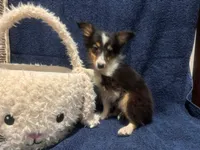 AKC Tri girl, a female Shetland Sheepdog for sale in Edgewood, NM – Photo 2 of 5