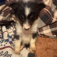 AKC Tri girl, a female Shetland Sheepdog for sale in Edgewood, NM – Photo 5 of 5