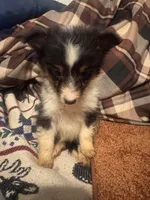 AKC Tri girl, a female Shetland Sheepdog for sale in Edgewood, NM – Photo 3 of 3