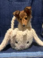 AKC Sable girl, a female Shetland Sheepdog for sale in Edgewood, NM – Photo 4 of 4